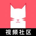 猫咪社区在线版